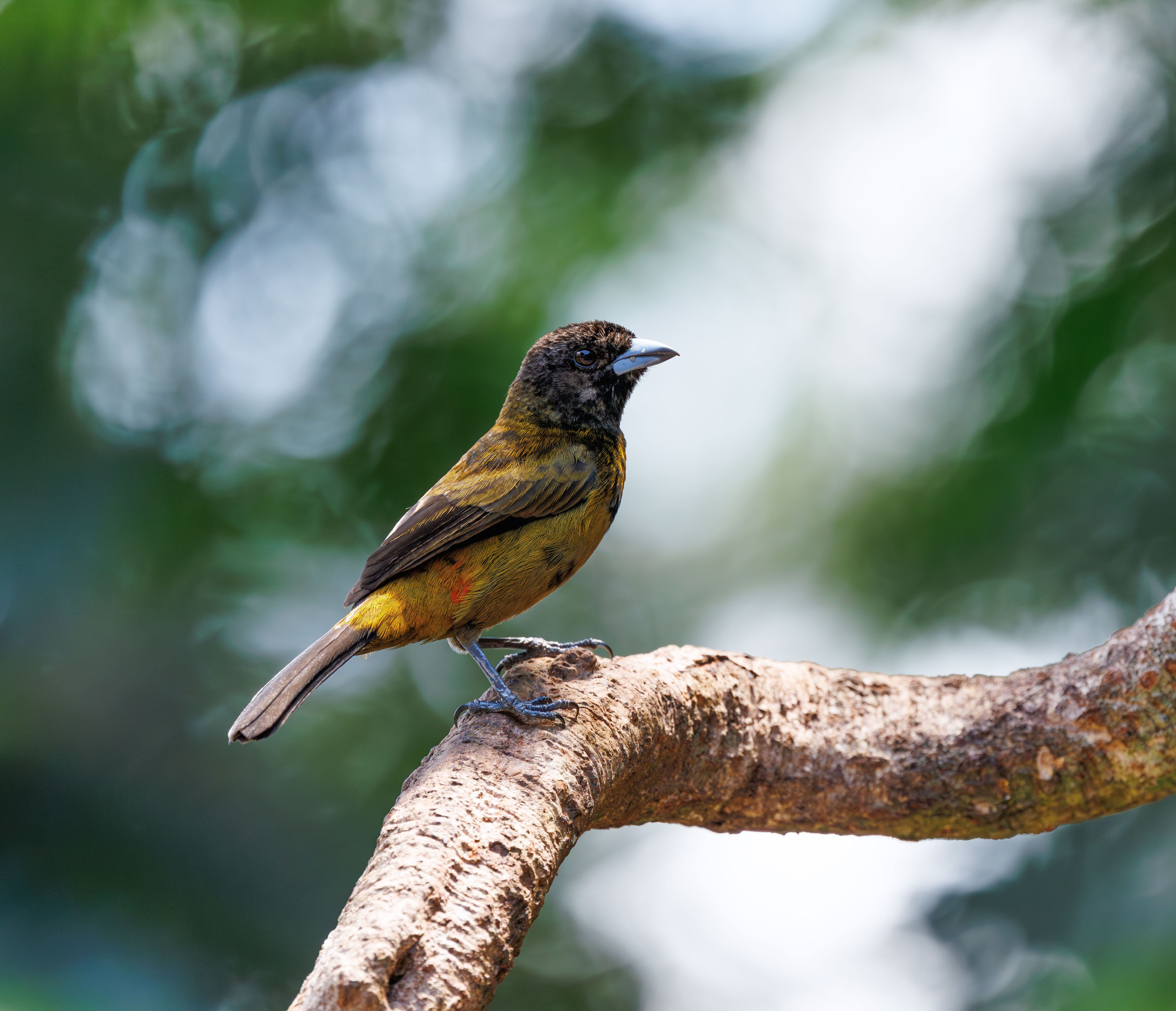 Close-up of a Vibrant Tropical Bird on Branch · Free Stock Photo