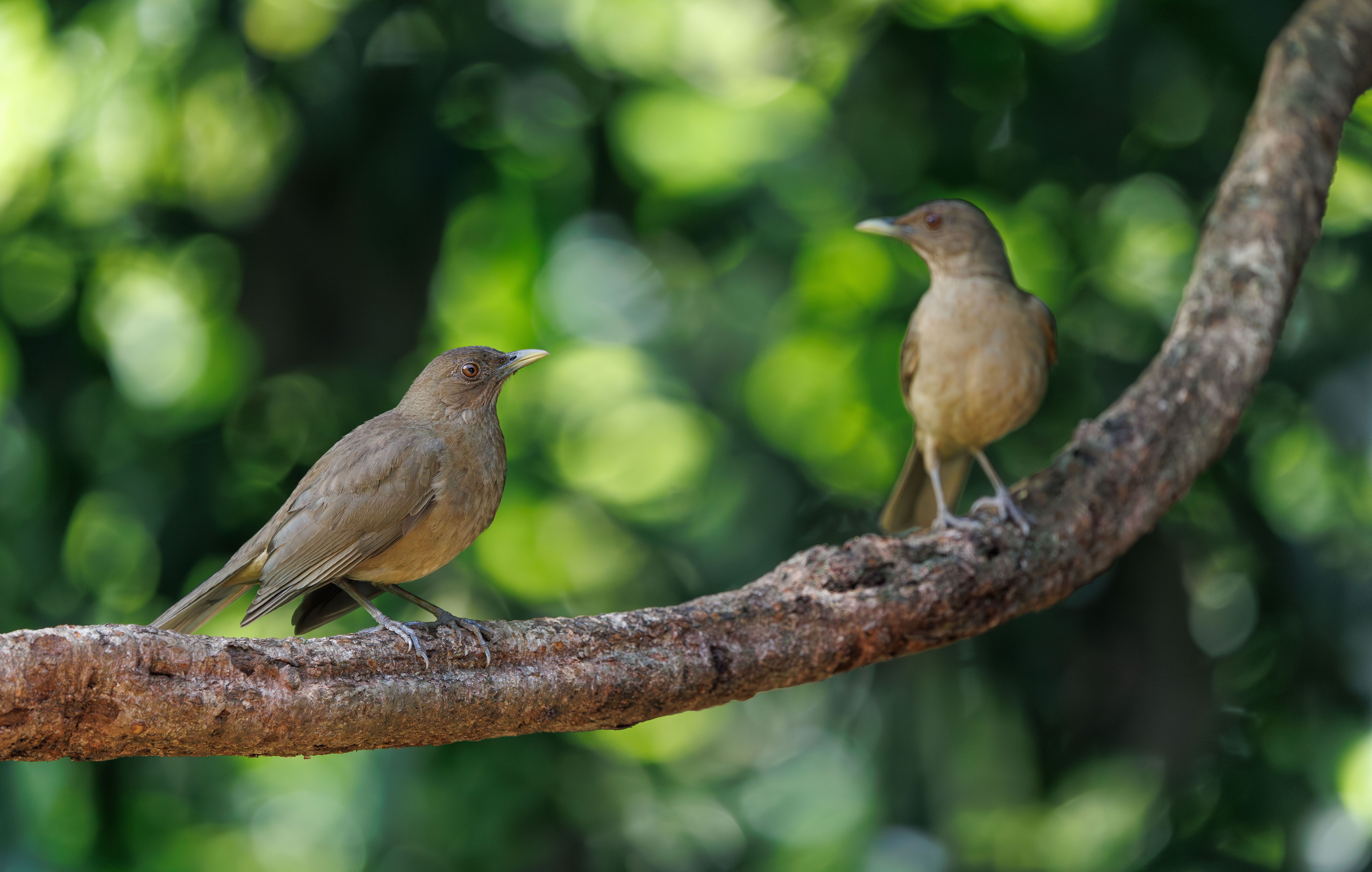 Two Birds Perched on Tree Branch in Nature · Free Stock Photo