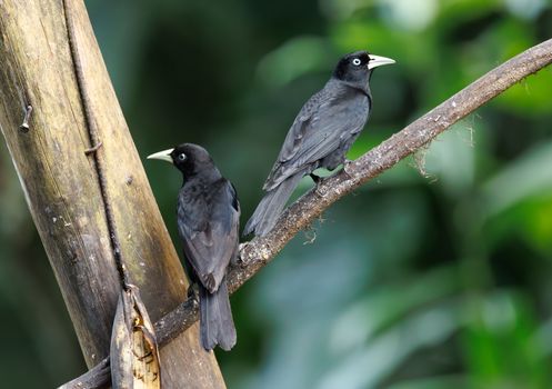 Two black birds resting on a branch amidst vibrant green foliage, showcasing natural wildlife.
