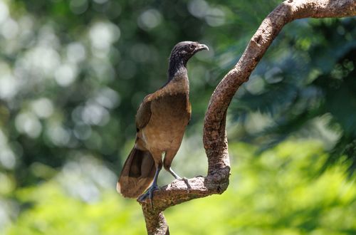 Free A Brown Currawong bird gracefully perched on a tree branch in the midst of a lush forest. Stock Photo