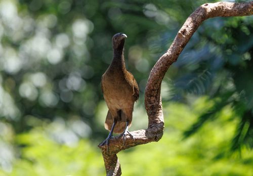 Free A bird perched on a tree branch amidst lush green foliage, captured in a natural outdoor setting. Stock Photo