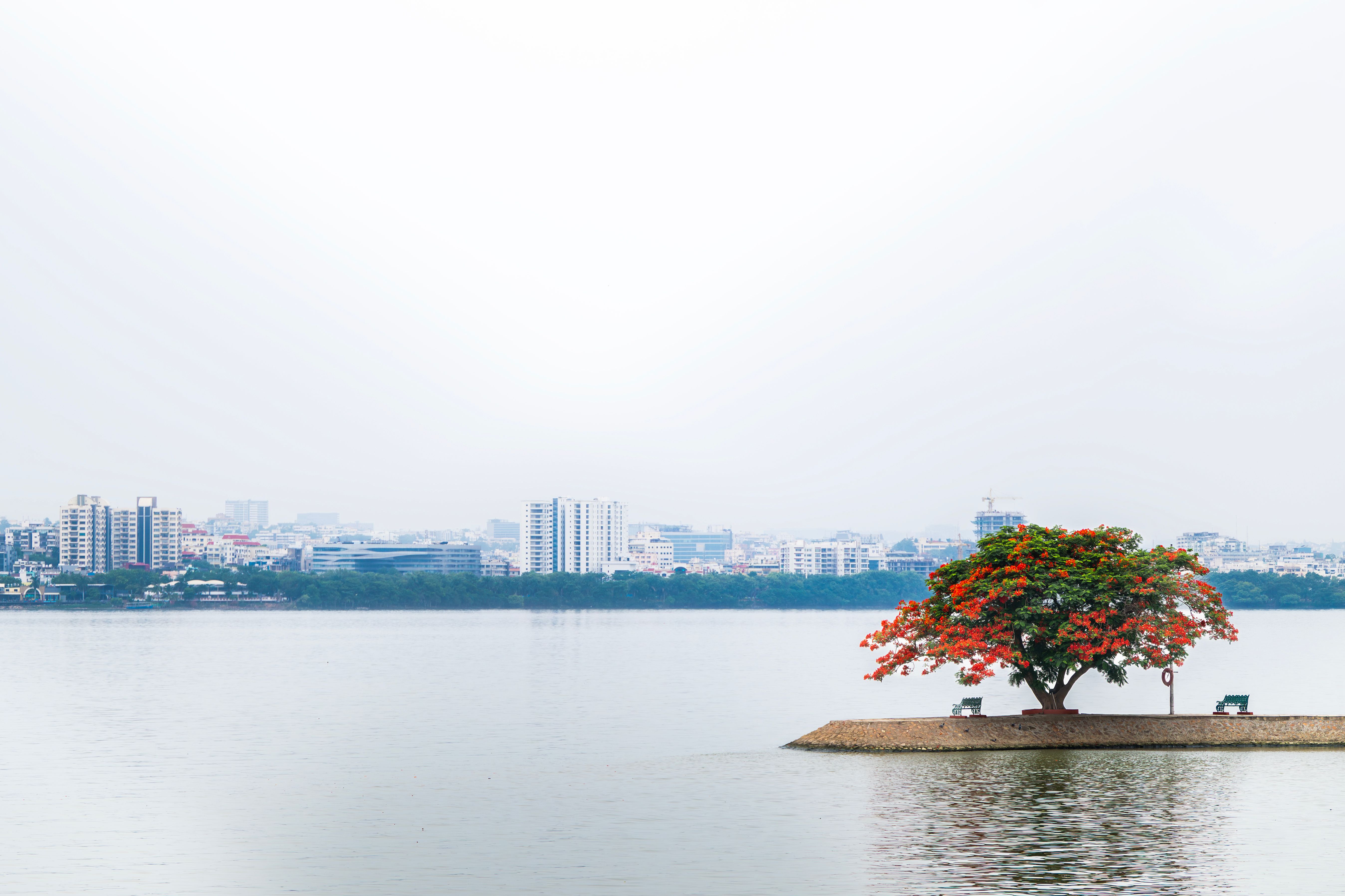 Madiwala Lake chokes under filth and invasive weeds