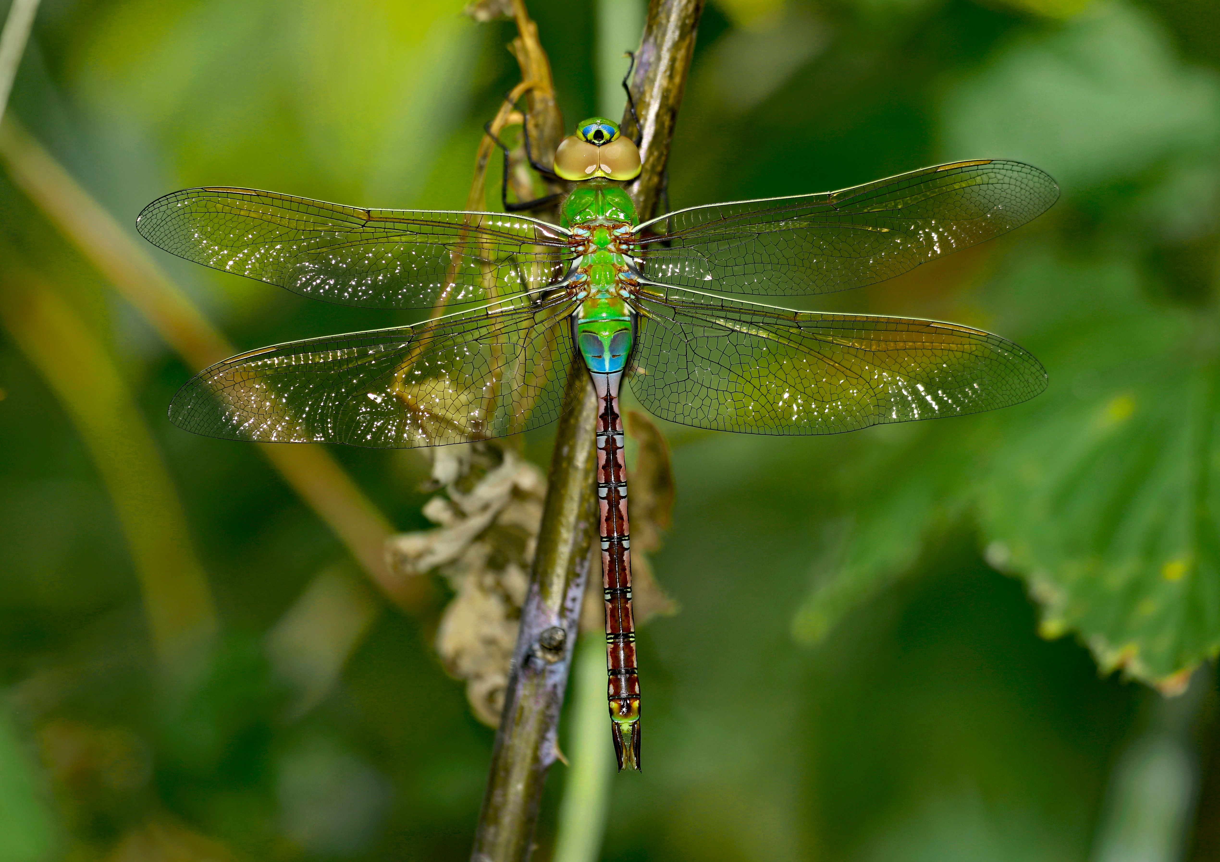 Vibrant Green Dragonfly Resting on a Twig · Free Stock Photo