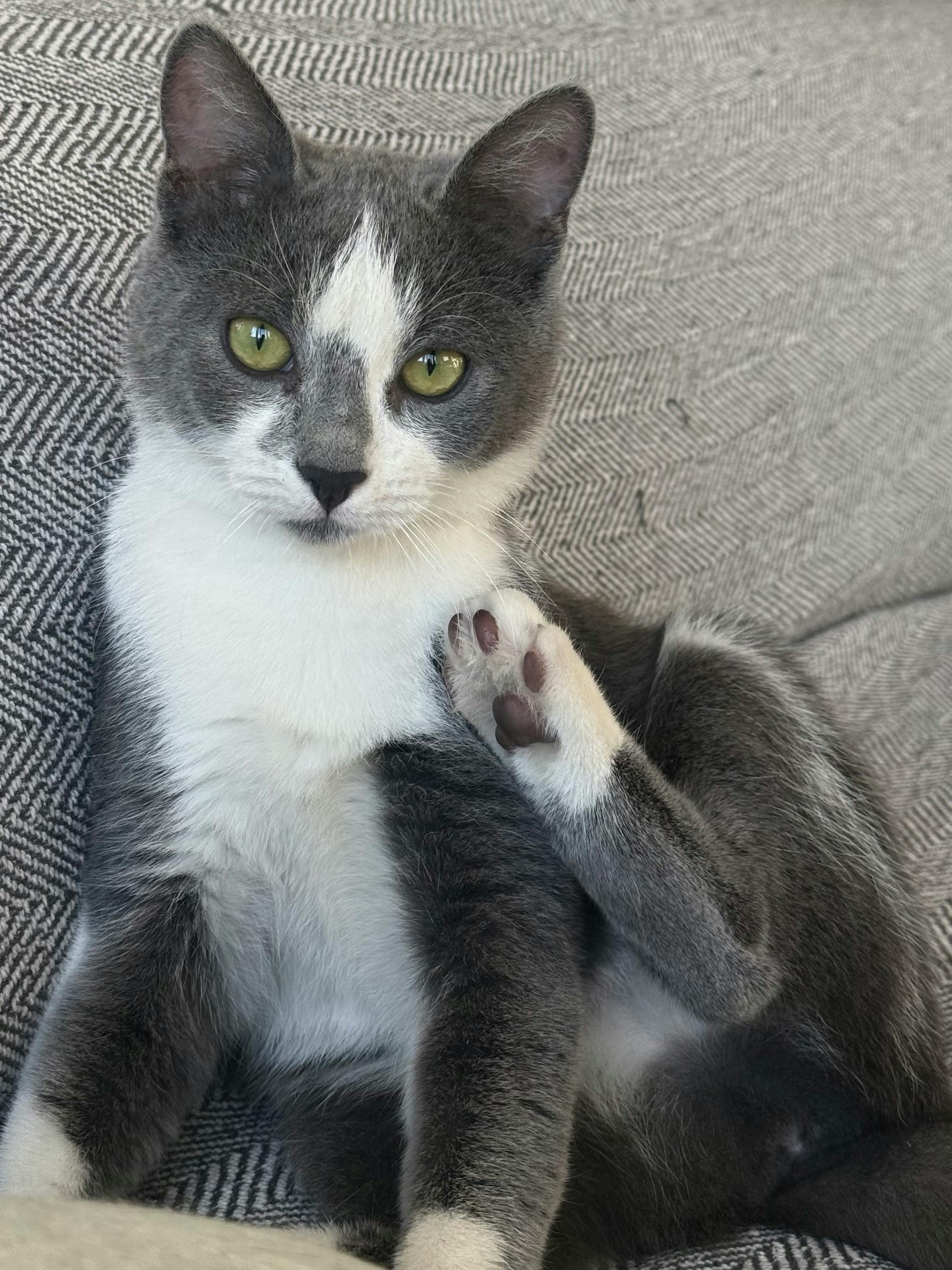 perfect pet home environment