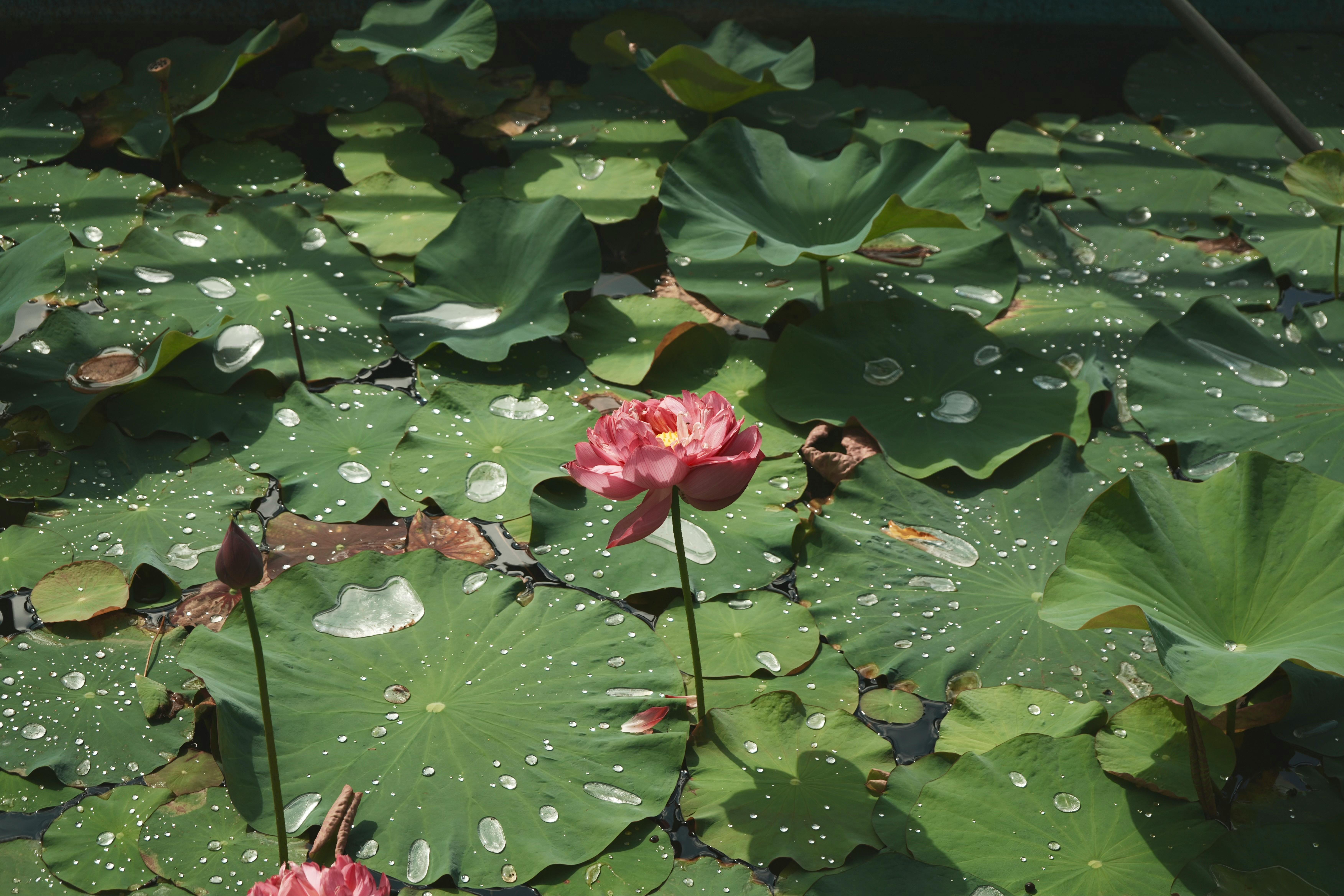 Hidden Benefits of Daily Meditation You Never Knew Existed