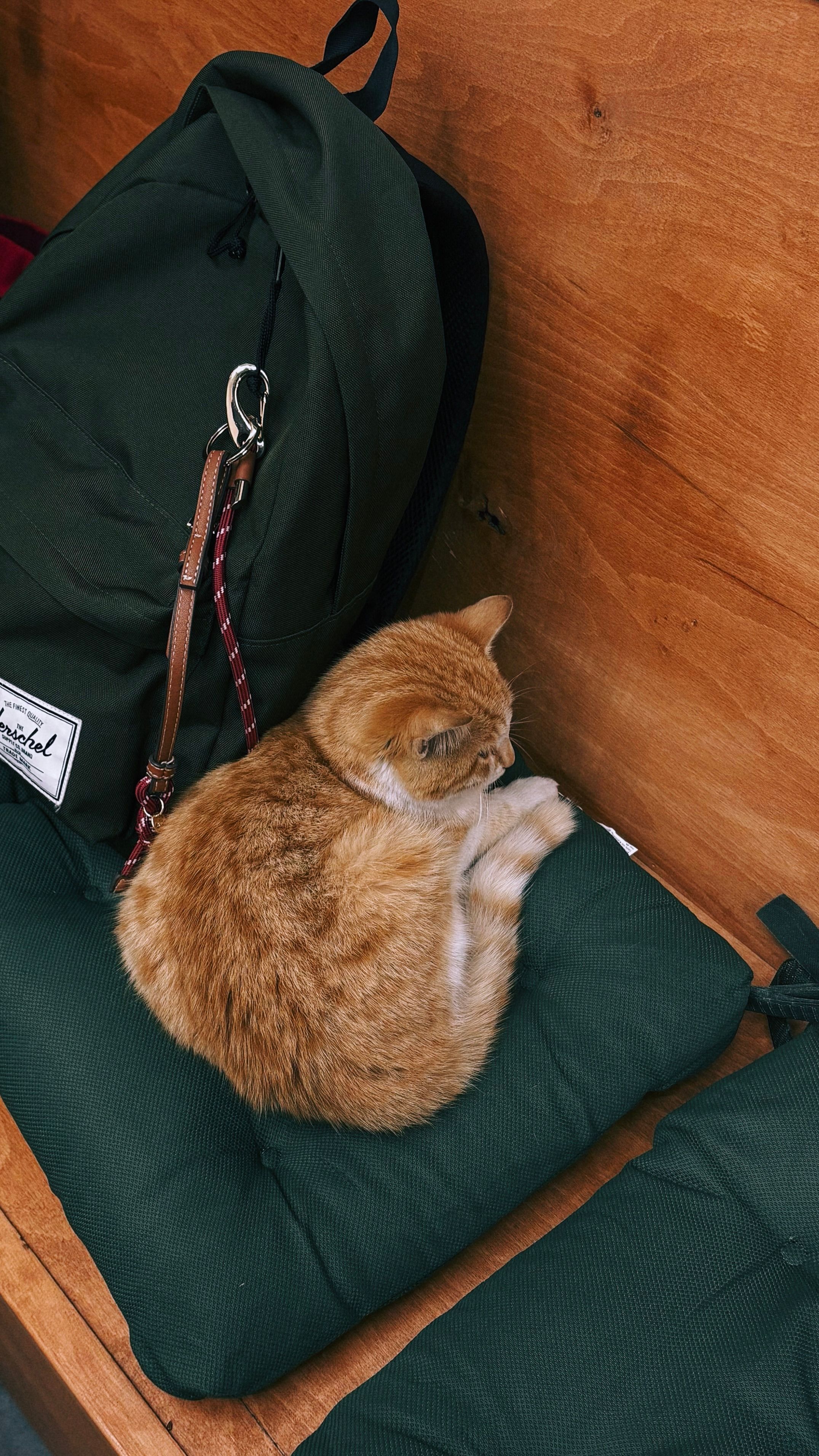 Adorable ginger cat napping on a green cushion beside a backpack.