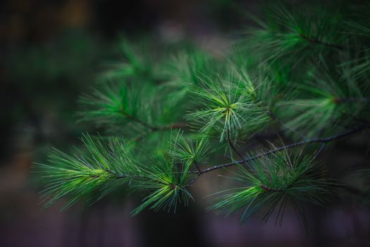 green pine needles branch