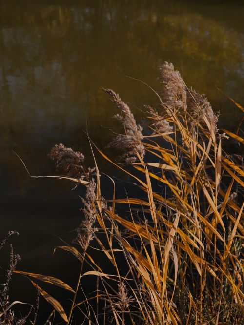 Free Close-up of golden reeds by a serene lake, capturing autumn's essence. Stock Photo
