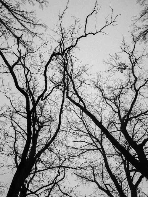 Free Black and white silhouette of bare winter trees against an overcast sky, capturing an eerie, dramatic mood. Stock Photo