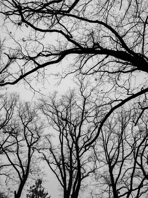 Free Captivating black and white image of leafless trees against a misty sky, showcasing nature's raw beauty. Stock Photo