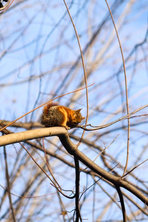 Free A squirrel resting on a tree branch amidst a leafless winter forest. Stock Photo