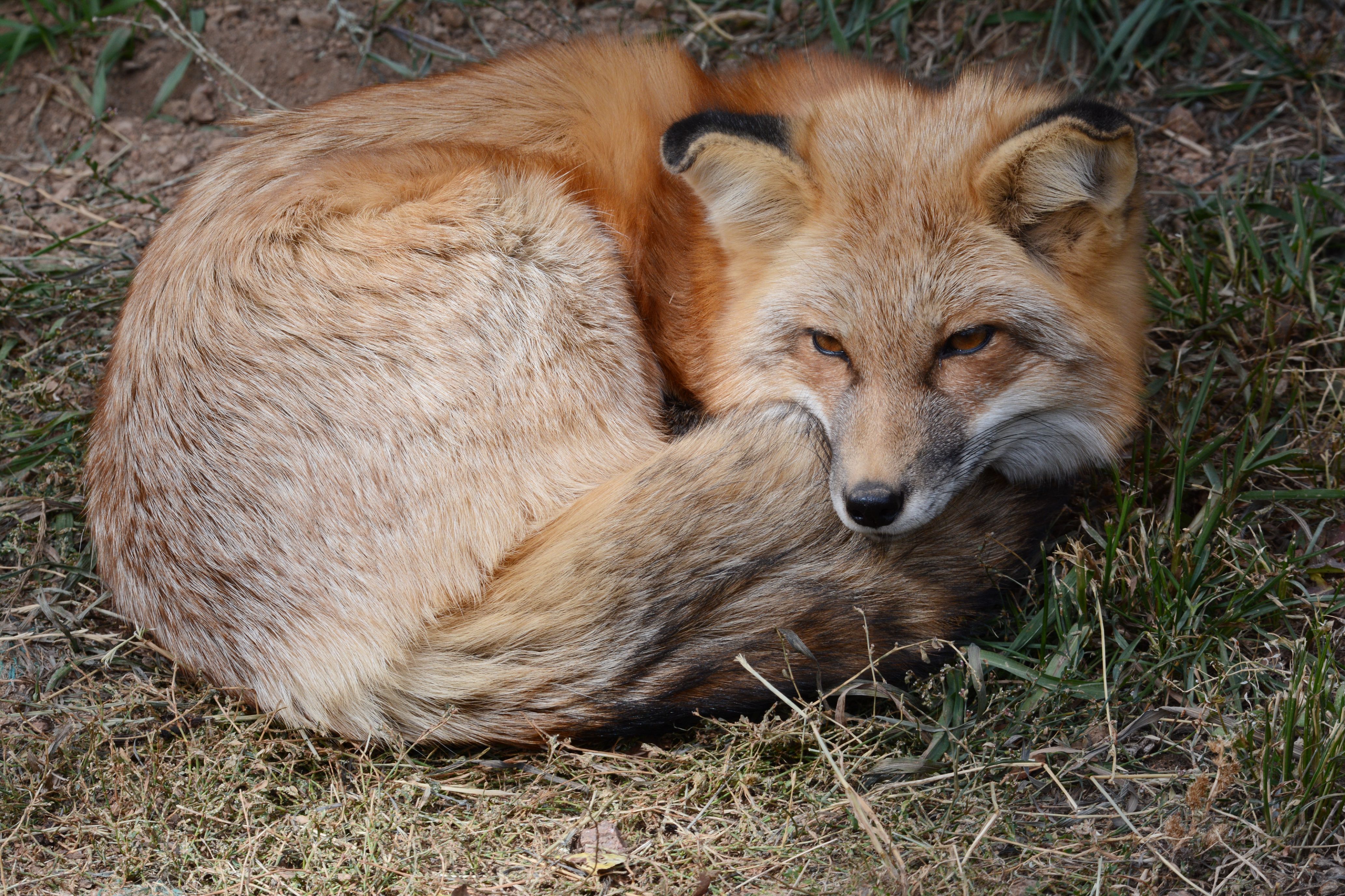 Resting Red Fox in Manitou Springs Colorado · Free Stock Photo