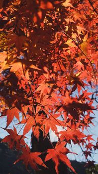 Stunning red maple leaves backlit by sunlight, showcasing Japan's fall beauty. Perfect for autumn themes.