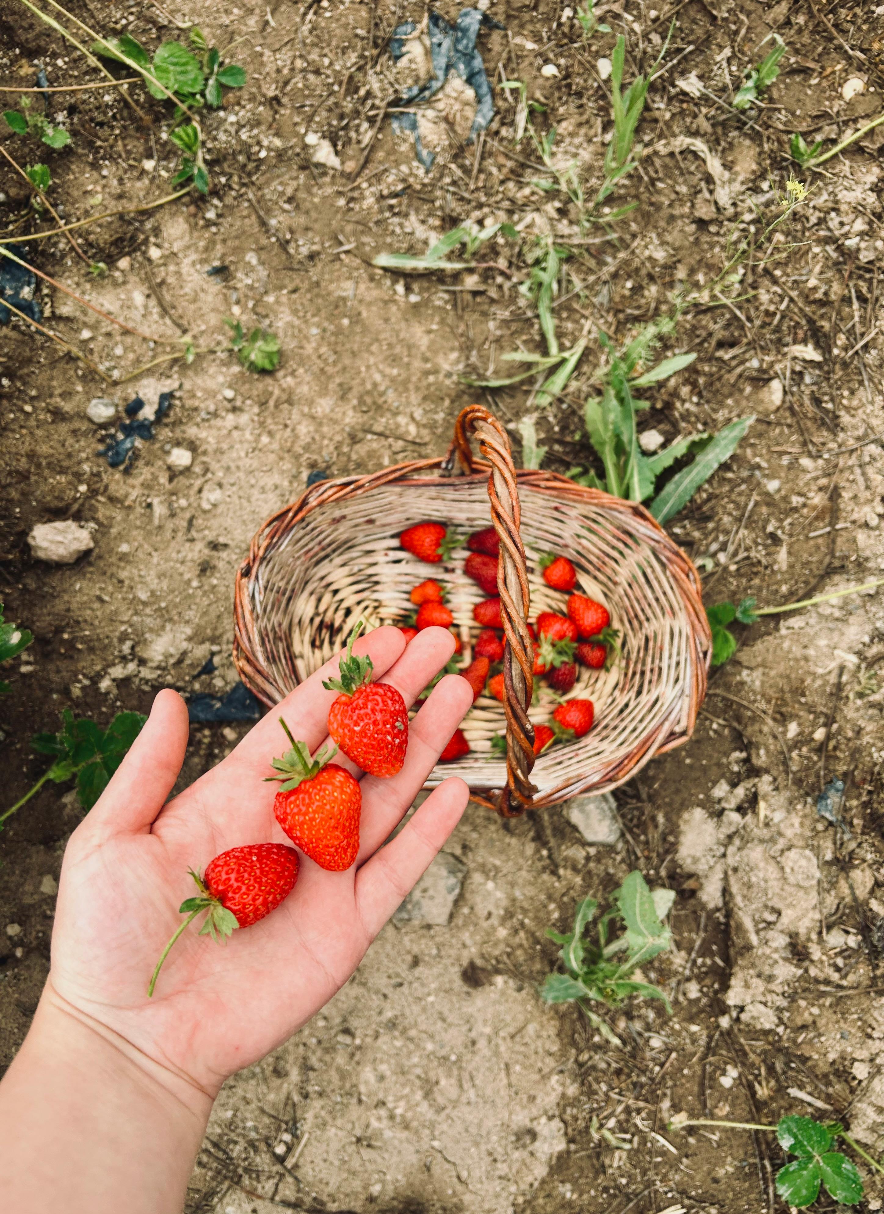 Hand holding fresh strawberries next to a basket on soil background.