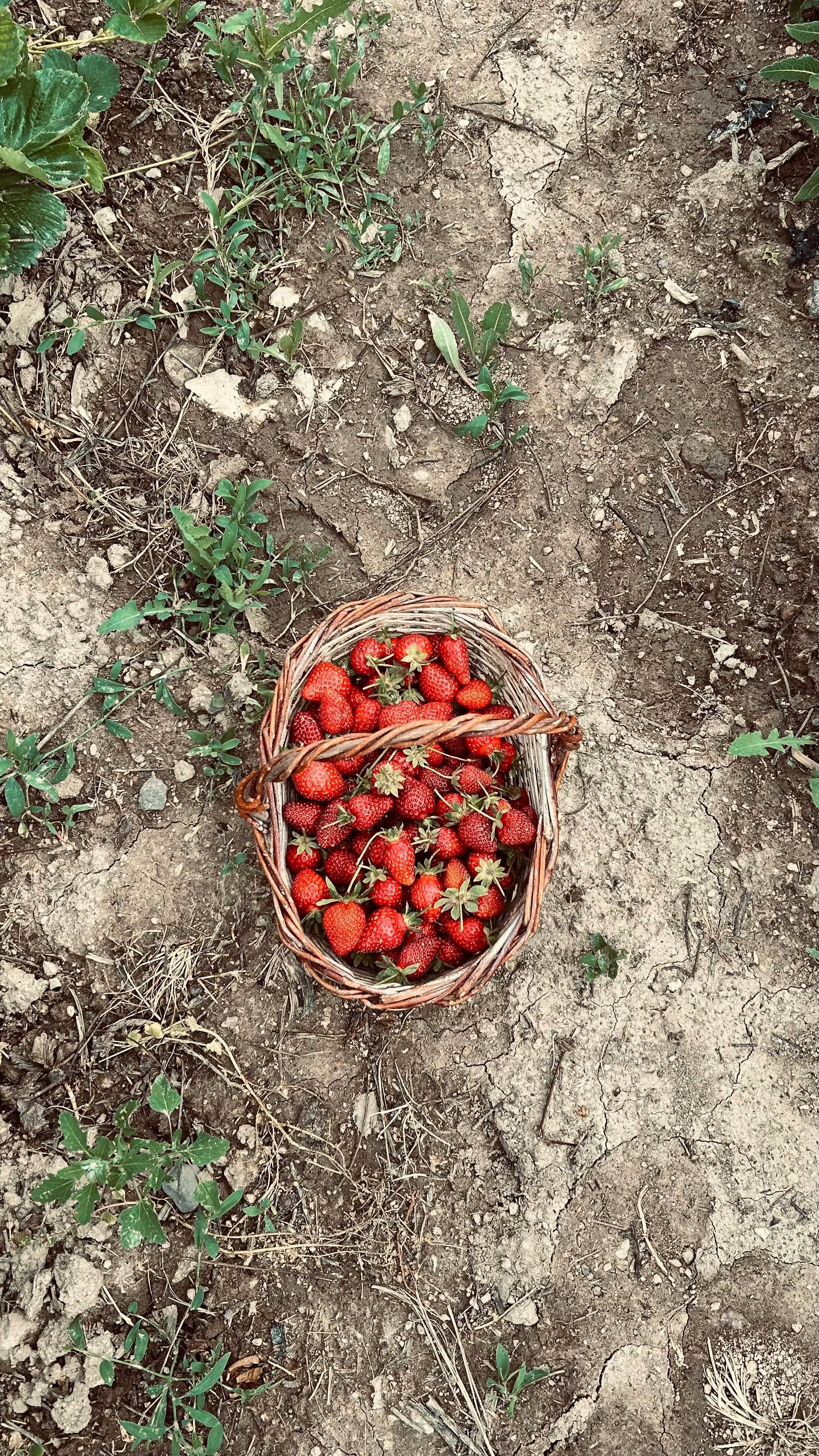 What Is The Atkins Diet