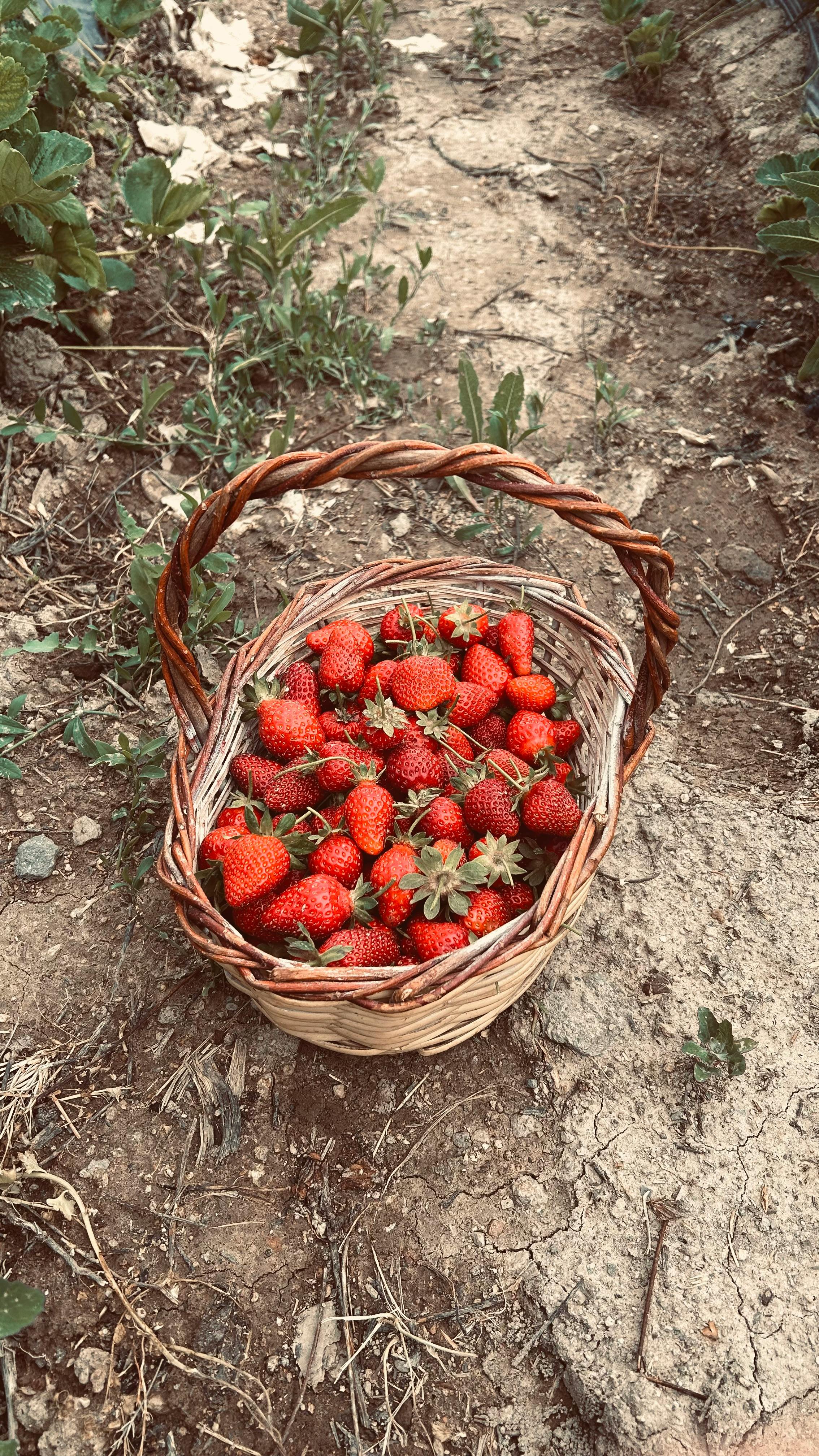 A wicker basket filled with ripe strawberries on garden soil, showcasing fresh harvest.