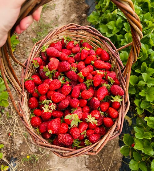 Free Top view of fresh strawberries in a wicker basket held by hand in a garden setting. Stock Photo