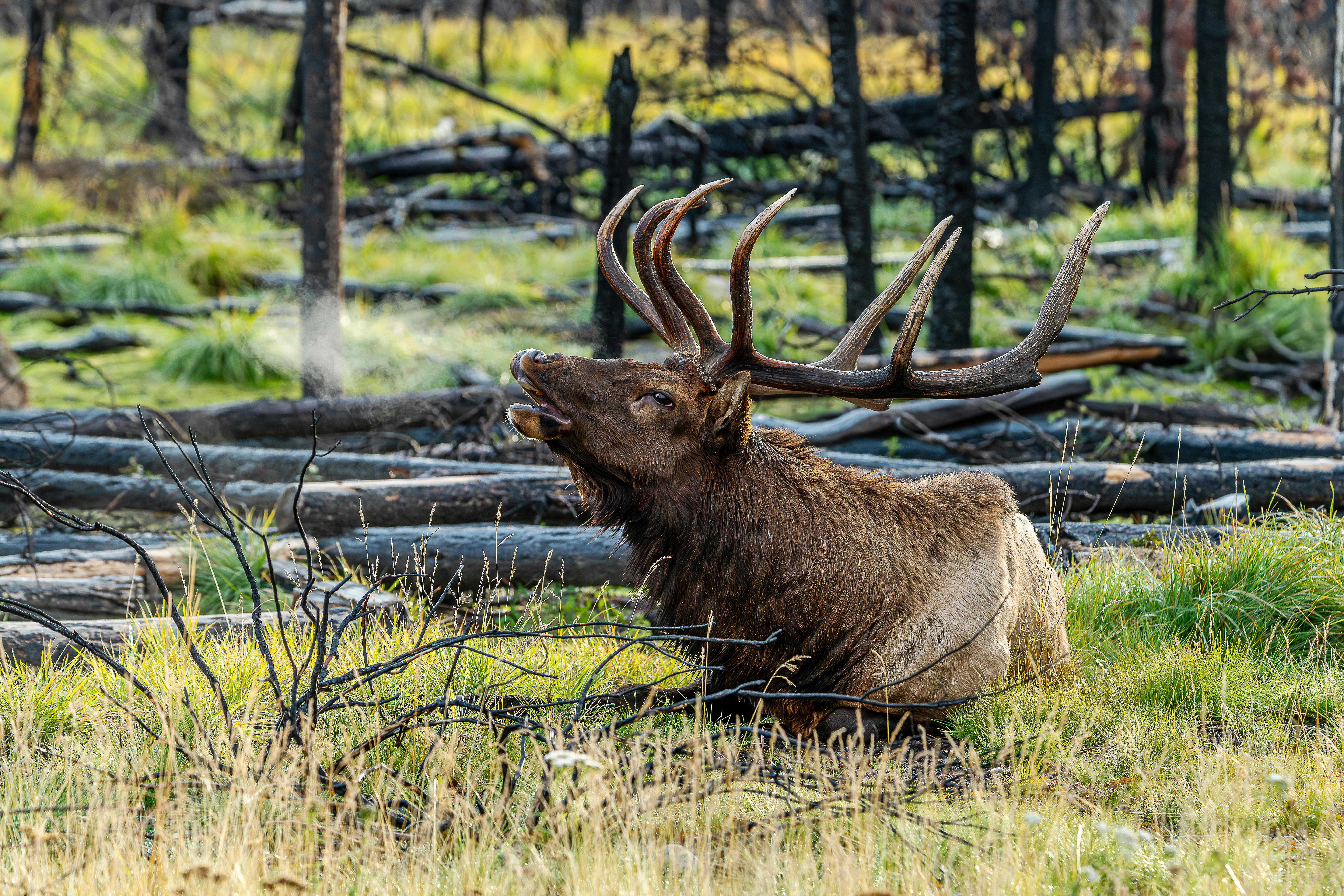 grátis Foto profissional grátis de Alberta, alce, América do Norte Foto profissional