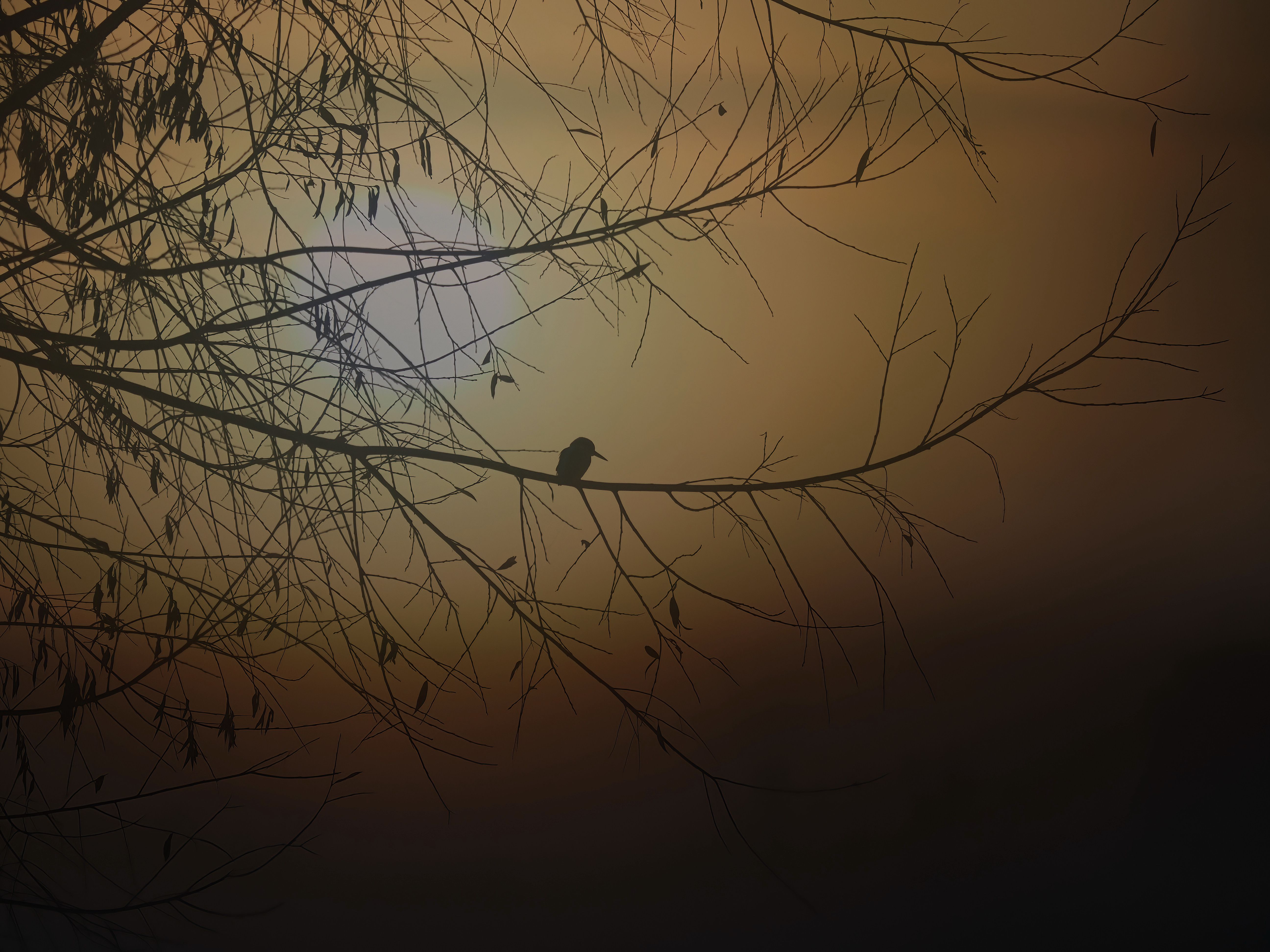 A tranquil scene of a bird sitting on a branch against a soft dawn sky in England.