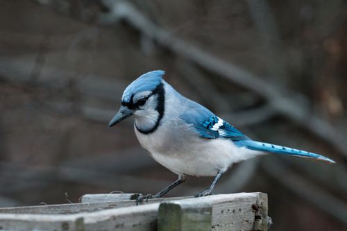 Free A vibrant blue jay perches, showcasing its striking colors in Stamford, CT. Stock Photo