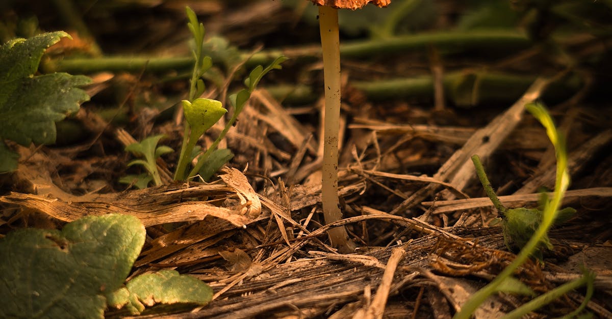 Dominica: hotel CSR supporting climate resilience and forest conservation Dominica: hotel CSR supporting climate resilience and forest conservation