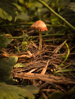Detailed view of a single forest mushroom surrounded by foliage on the forest floor in Buenos Aires.