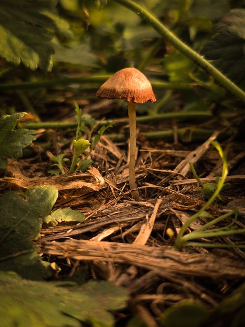 Free Detailed view of a single forest mushroom surrounded by foliage on the forest floor in Buenos Aires. Stock Photo