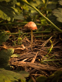 Close-up of a single mushroom growing amidst natural greenery on a forest floor in Buenos Aires.