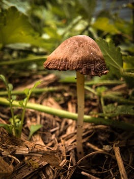 Detailed photo of a mushroom growing in a forest, showcasing natural textures and ecosystem biodiversity.
