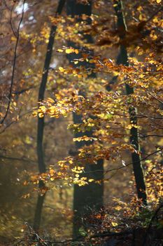 Sunlight filtering through autumn leaves in a tranquil forest scene.
