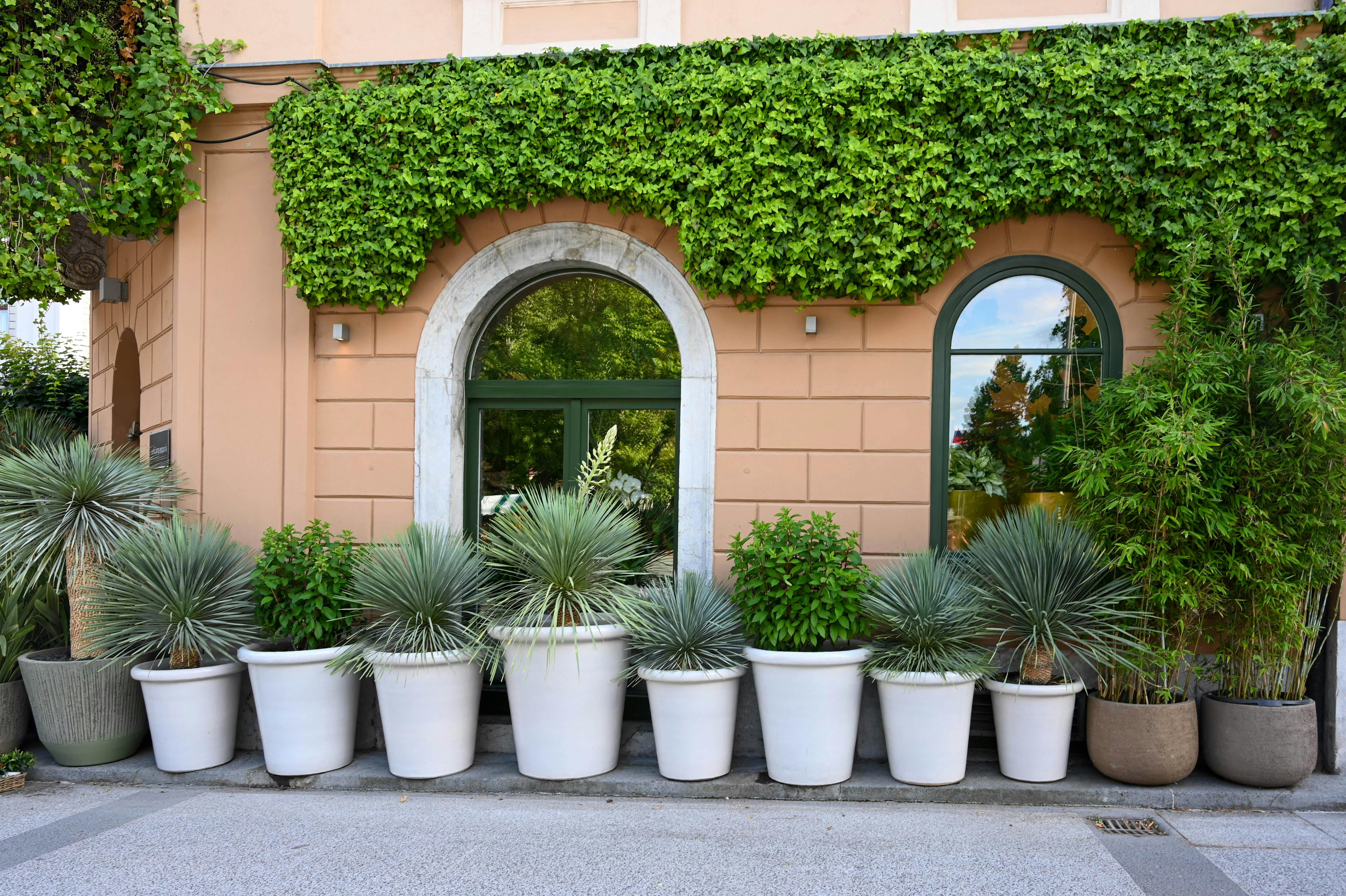 Idei de amenajare cu plante pentru aer curat și estetică