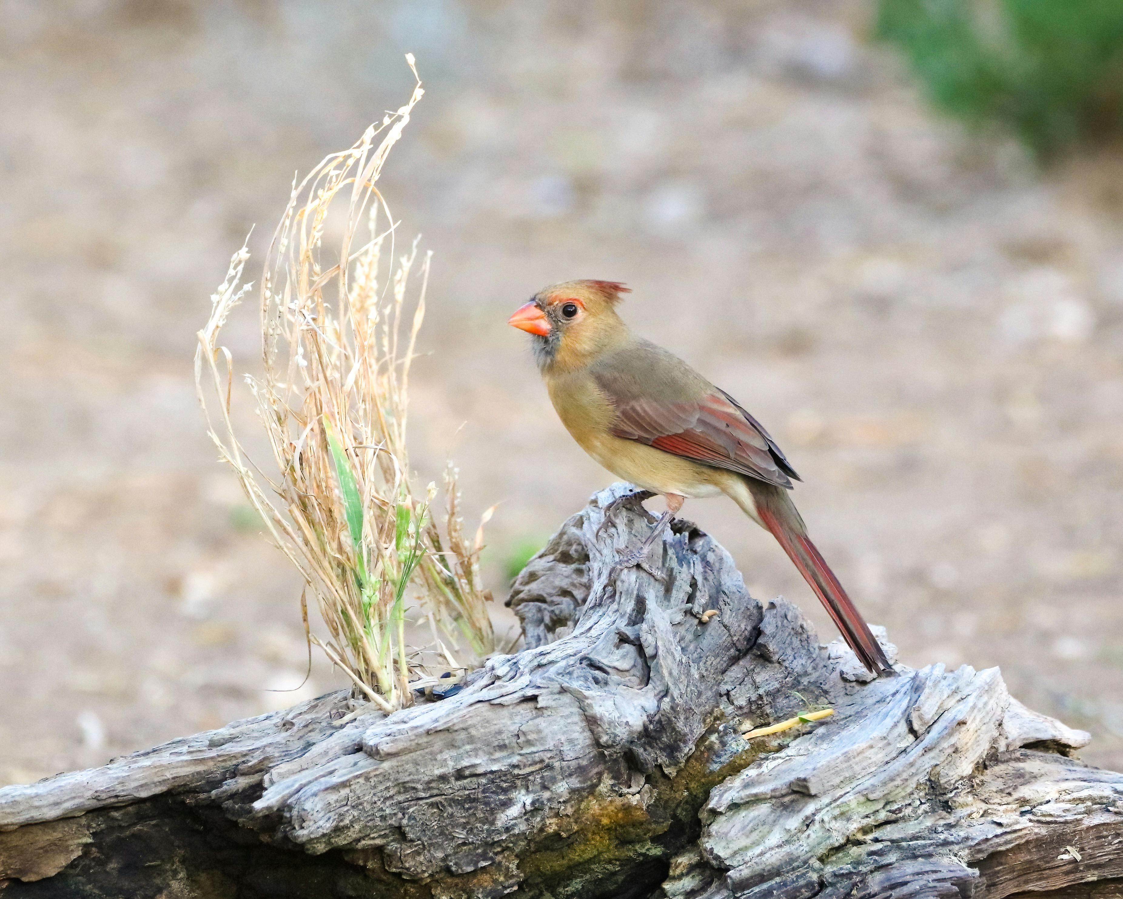 Free stock photo of bird, cardinal