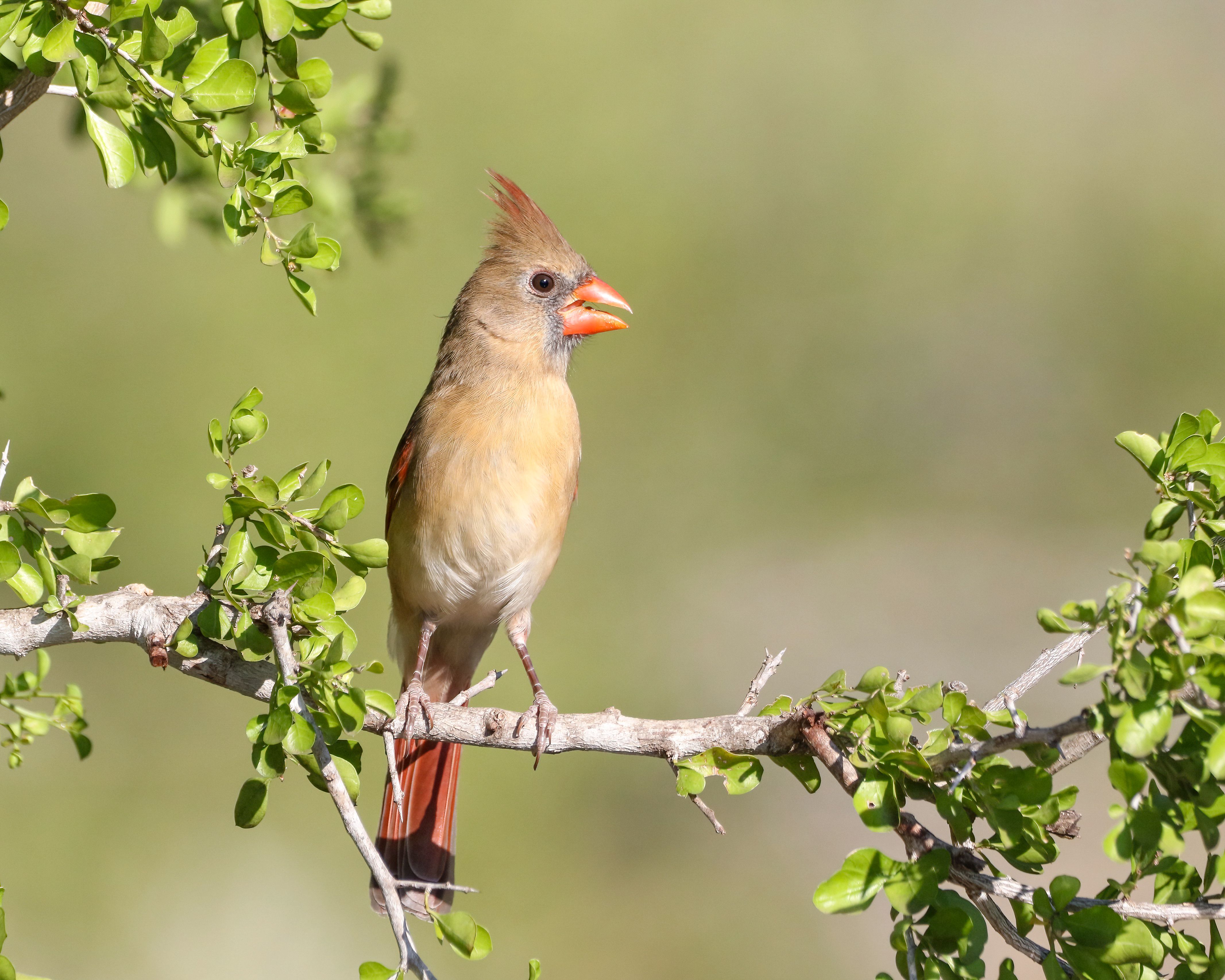 Female Northern Cardinal Perched on Branch · Free Stock Photo