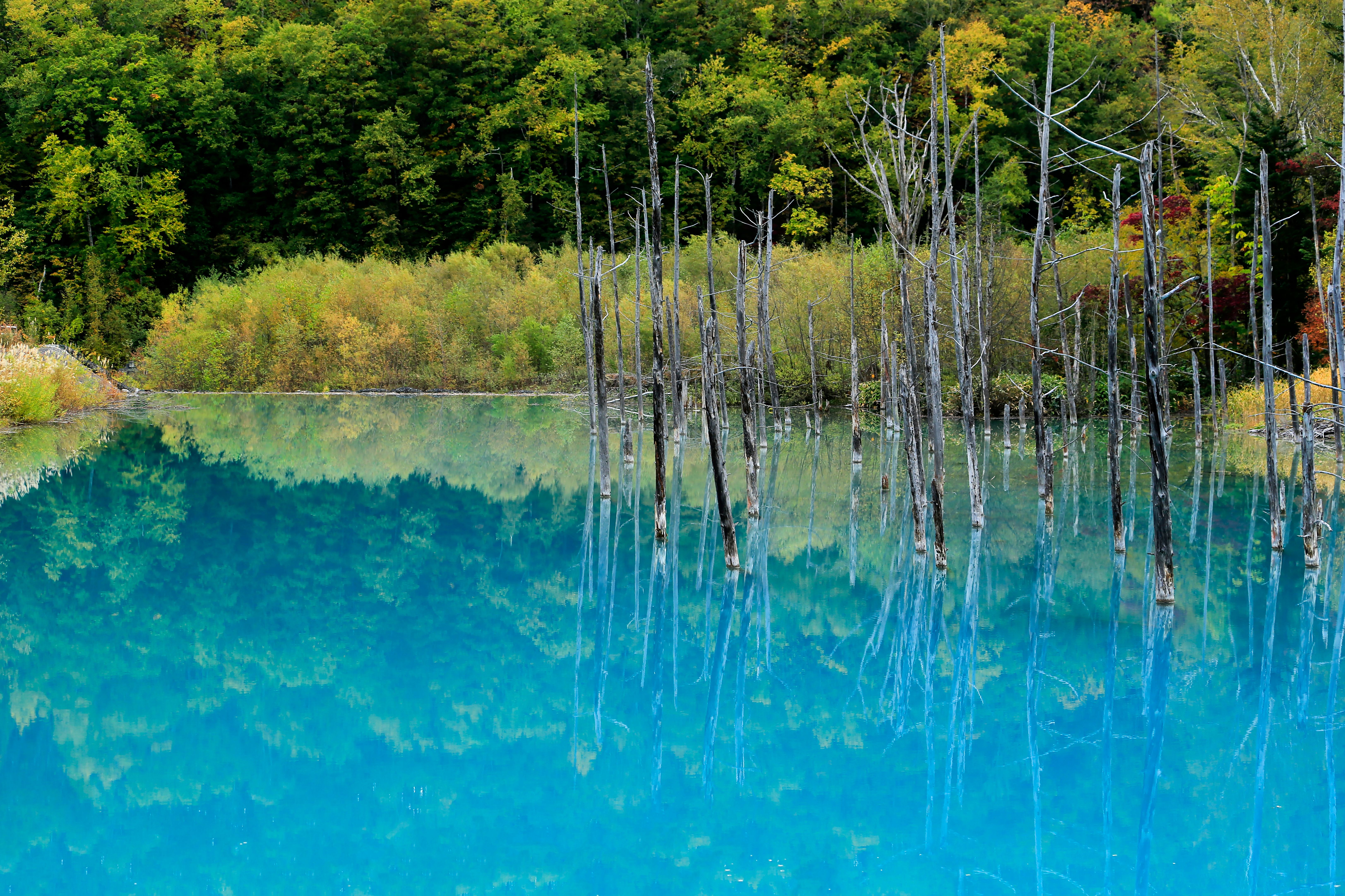 Tranquil Blue Pond with Reflection of Trees · Free Stock Photo