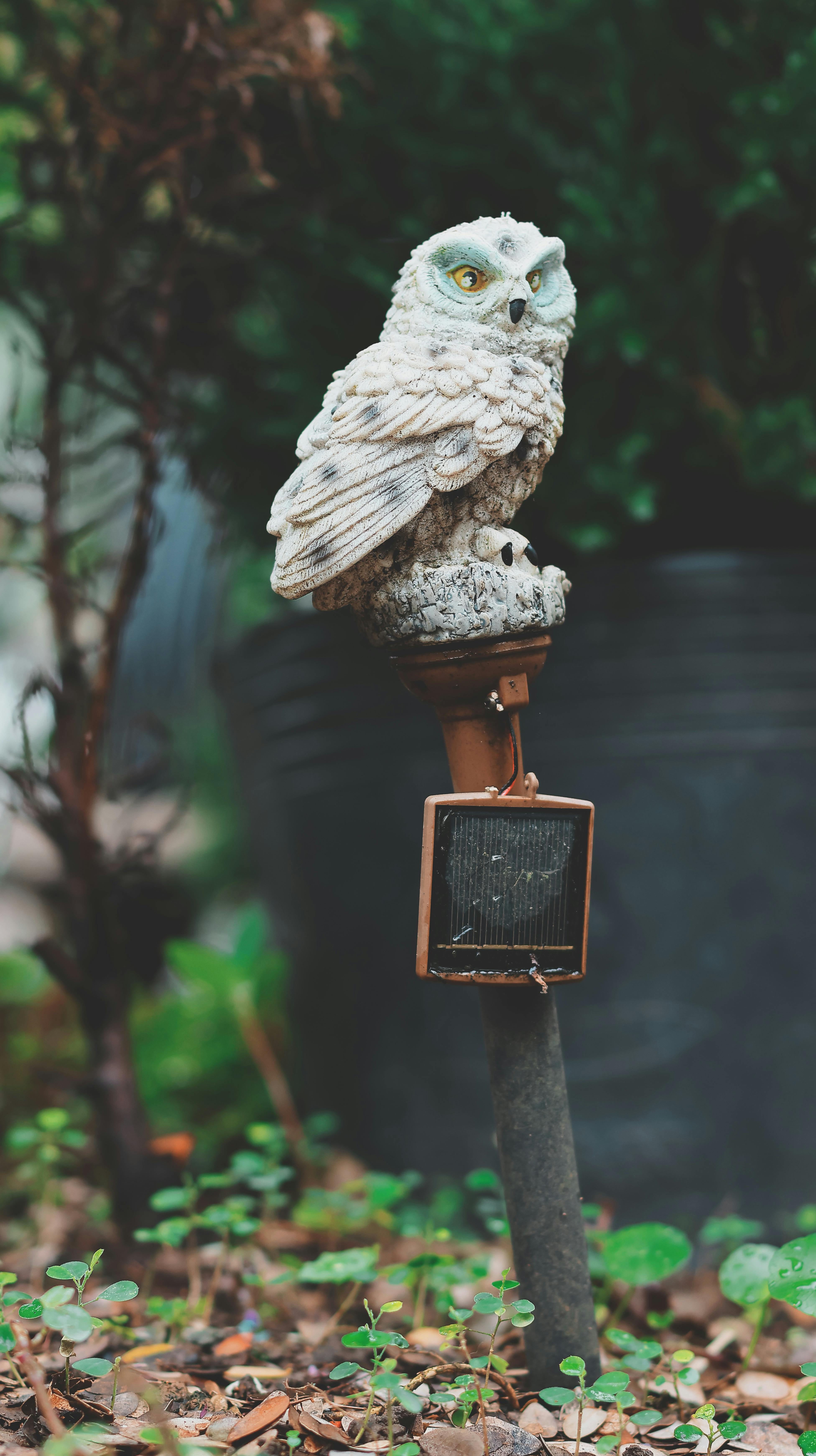 Gratis Una statua decorativa di un gufo appollaiata su un palo di luce solare in un giardino. Foto a disposizione