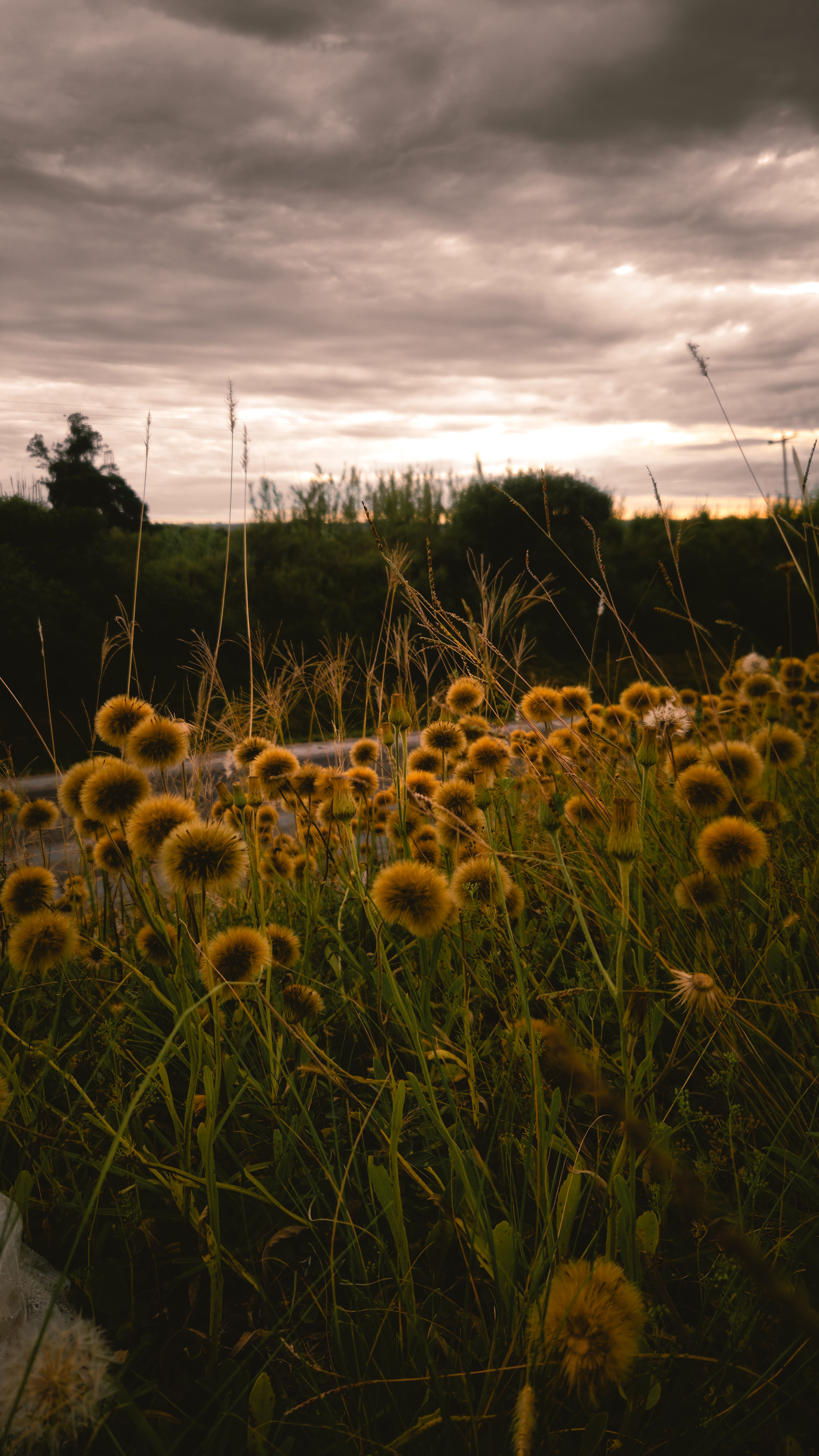 A serene landscape featuring wildflowers under a dramatic cloudy sky during dusk.