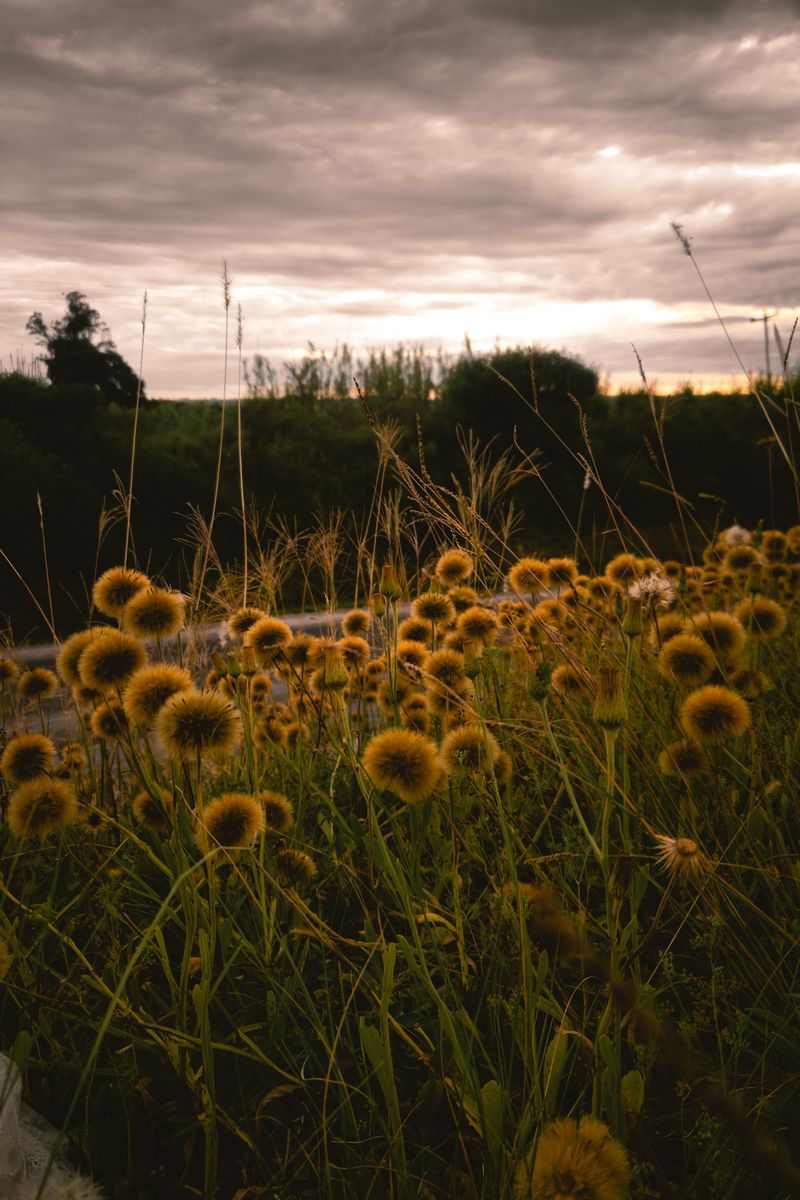 A serene landscape featuring wildflowers under a dramatic cloudy sky during dusk.