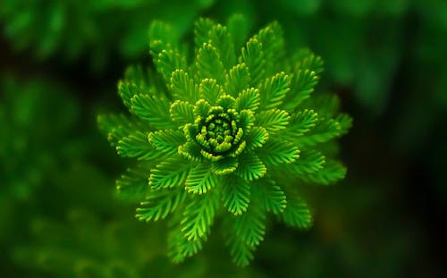gratis Green Leafed Plant Selective Focus Photography Stockfoto