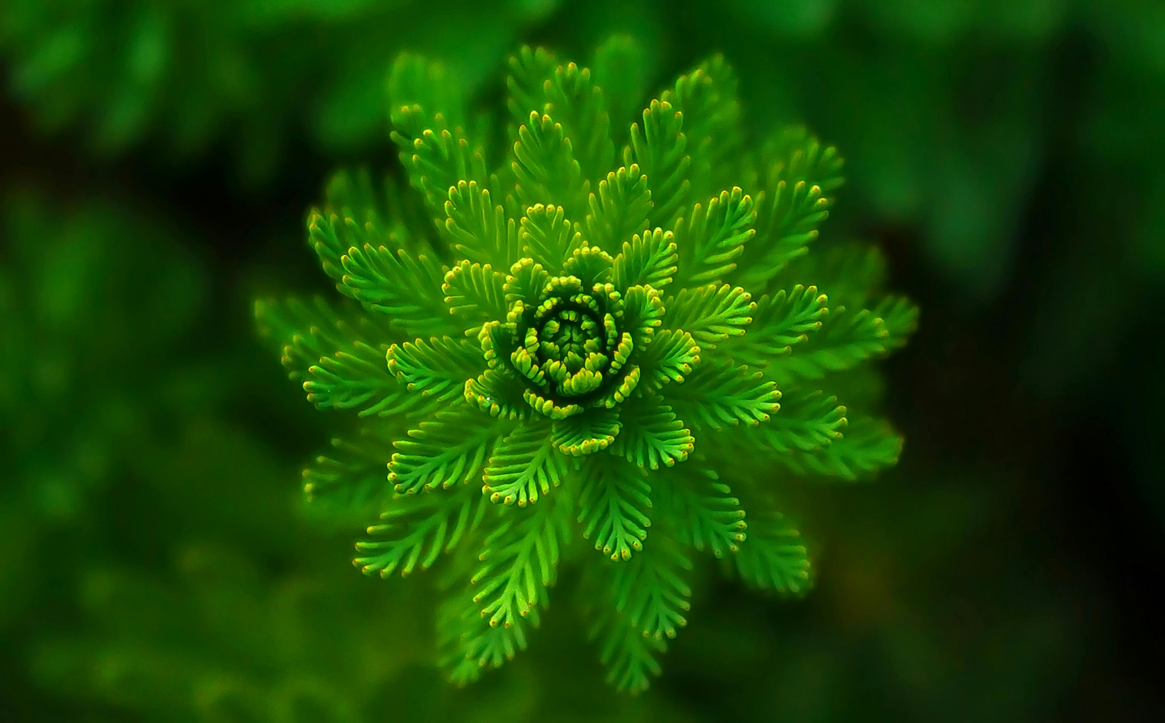A vibrant green fern captured close-up, showcasing its intricate pattern and fresh growth.