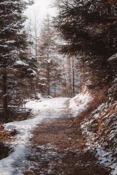 Discover tranquility while exploring a serene snowy forest path under winter's embrace.