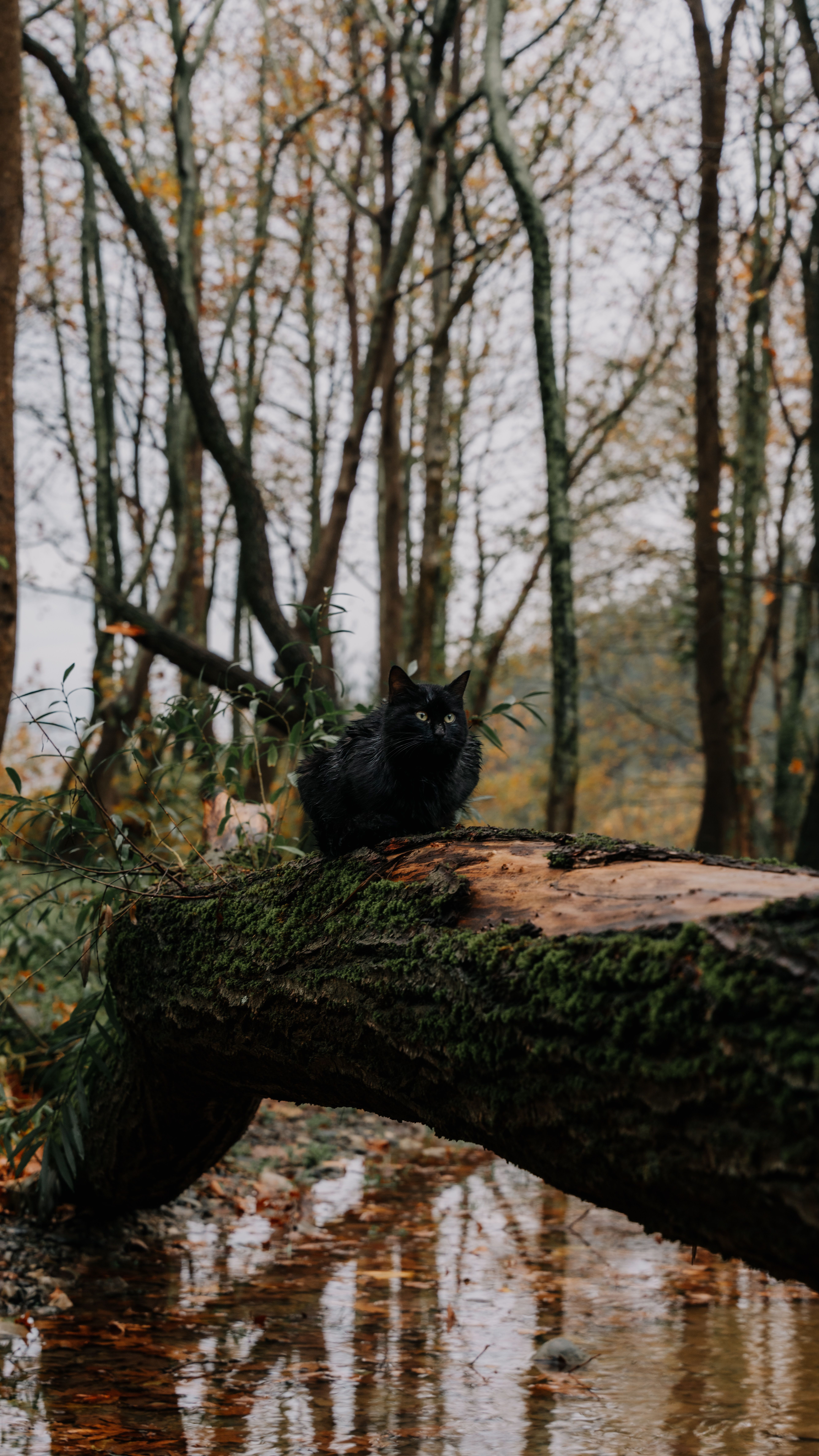 Black Cat on Mossy Log in Autumn Forest · Free Stock Photo