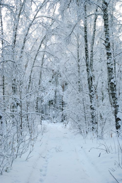 Free Serene winter landscape with snow-covered trees and a peaceful pathway in a forest. Stock Photo