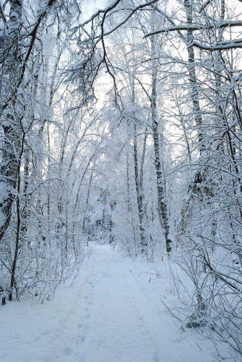 Free A tranquil winter scene in a forest with snow-laden trees creating a serene path. Stock Photo