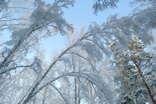 Free Tranquil winter forest scene with snow-laden trees and clear blue sky. Stock Photo
