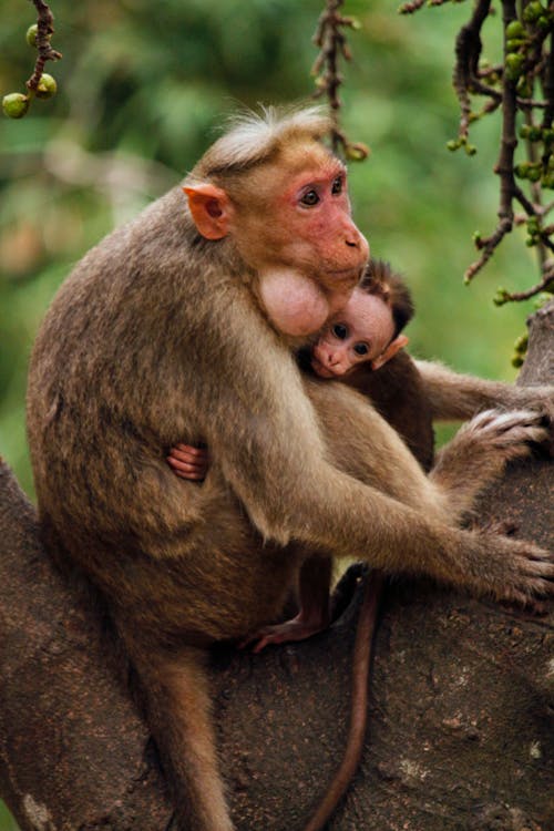 Free Two Monkeys on Tree Stock Photo