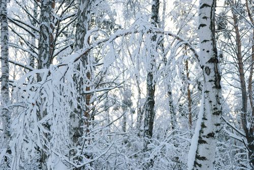Free Tranquil winter landscape with birch trees draped in snow, capturing the peaceful essence of nature. Stock Photo