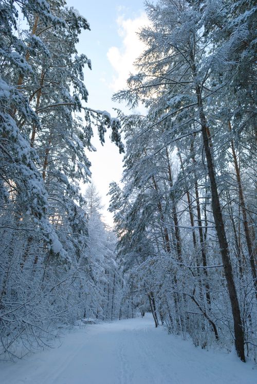 Free Tranquil winter landscape with snow-covered trees lining a quiet forest path. Stock Photo