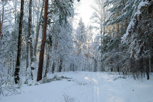 Free A tranquil snow-covered forest scene capturing the beauty of winter. Perfect for nature enthusiasts. Stock Photo