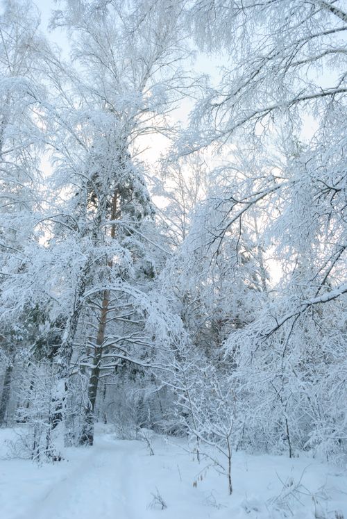 Free A peaceful winter scene featuring snow-covered trees and a serene forest path. Stock Photo