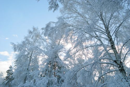 Free Serene winter scene with snow-laden birch trees against a clear blue sky. Stock Photo